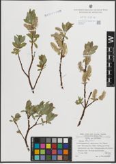 Foto von Salix hastata L.